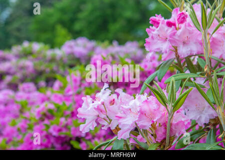 Les buissons de fleurs de printemps coloré. Le thème du printemps. Jardin botanique Banque D'Images