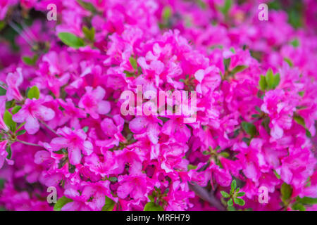 Les buissons de fleurs de printemps coloré. Le thème du printemps. Jardin botanique Banque D'Images