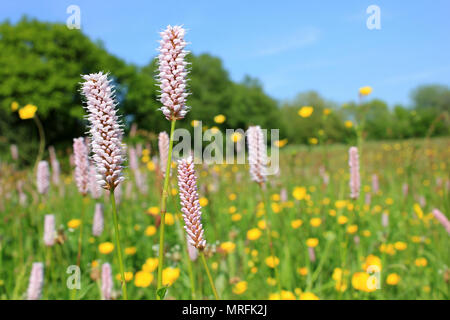 Persicaria bistorta Renouée bistorte commun floraison Banque D'Images