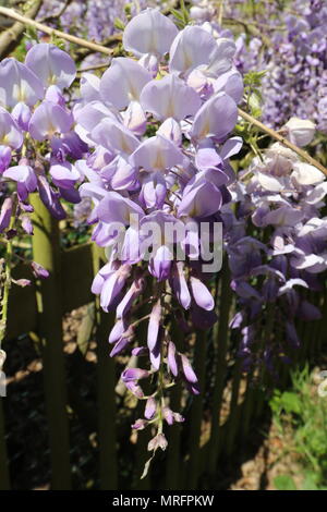 Glycine lilas plante en pleine floraison Banque D'Images