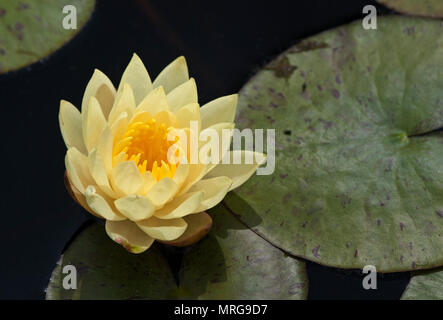 NYMPHAEA 'JOEY TOMOCIK' Banque D'Images