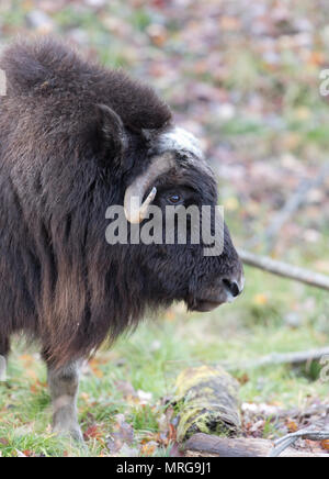 Le boeuf musqué (Ovibos moschatus) Comité permanent au Canada en automne Banque D'Images