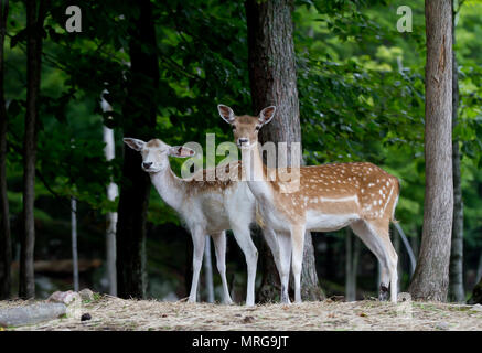 Paire de daims debout dans la forêt au Canada Banque D'Images