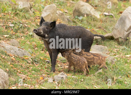 Cochon femelle de sanglier nourrissant ses deux porcelets au Canada Banque D'Images