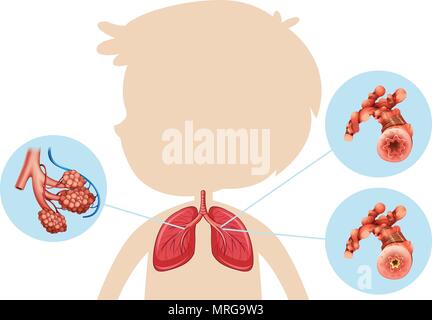 Anatomie d'un garçon illustration pulmonaire Illustration de Vecteur