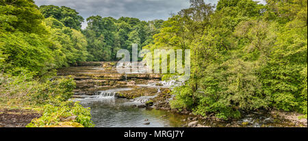 Panorama d'Upper Falls, Aysgarth, Wensleydale, Yorkshire Dales National Park, Royaume-Uni à la fin du printemps avec de très faibles niveaux d'eau Banque D'Images