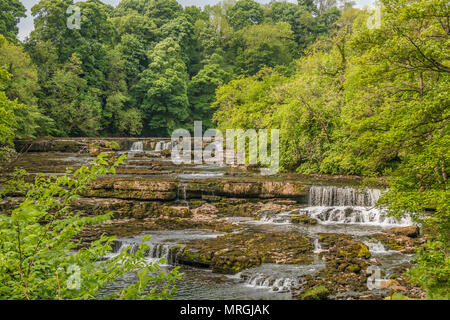 Upper Falls, Aysgarth, Wensleydale, Yorkshire Dales National Park, Royaume-Uni à la fin du printemps avec de très faibles niveaux d'eau Banque D'Images