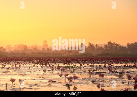 Lotus rouge mer est la plus célèbre attraction de Udonthani, situé dans la province nord-est de la Thaïlande. Banque D'Images