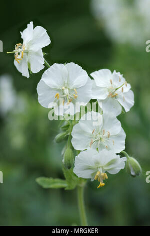 Geranium phaeum 'Album' Banque D'Images