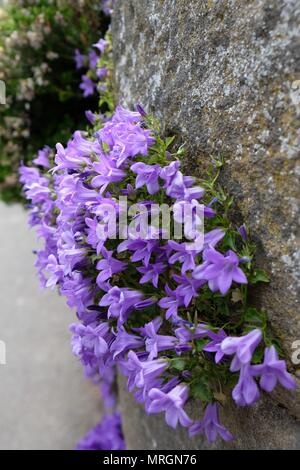 Campanula Garganica - Mme Resholt sur le mur Banque D'Images