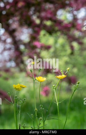 Ranunculus repens. Renoncules dans la campagne anglaise au printemps. UK Banque D'Images