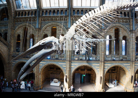 Squelette de rorqual bleu dans la Grande Galerie du Musée d'Histoire Naturelle de Londres, Angleterre Banque D'Images