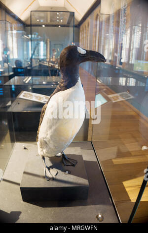 Disparu Le Grand Pingouin Pinguinus impennis, spécimen, Natural History Museum London England Banque D'Images