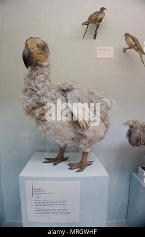 Les spécimens de l'Ile Maurice Dodo disparu, Raphus cucullatus, modèle Natural History Museum London England Banque D'Images