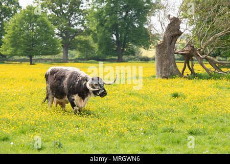 Bos primigenius. English longhorn vache dans un champ de renoncules dans la campagne anglaise. L'Oxfordshire, UK Banque D'Images