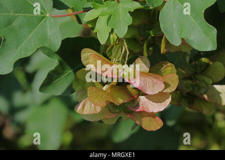 L'érable sycomore ou maturation graine très close up l'acer opalus ou pseudoplatanus variété d'érable au printemps italien Italie Banque D'Images