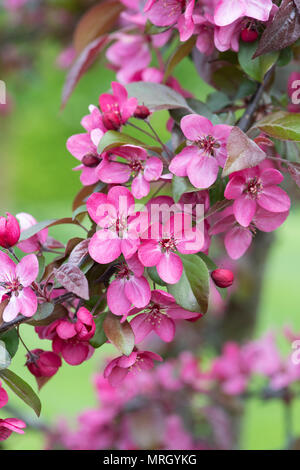 Malus toringo 'Scarlett'. Apple Blossom Crabe japonais Banque D'Images