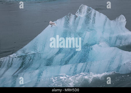 Floes de glace au lagon du glacier Jokulsarlon situé à Breiðamerkurjökull, un glacier de sortie du magnifique glacier Vatnajökull qui se trouve au-delà. Floe de glace, flotteur de glace, glace de mer, glace de dérive, glace bleue floe de glace, formation de glace de mer et caractéristiques, blocs de glace flottants, radeaux et humocks, un grand paquet de glace flottante sur la plage de Diamond. Le glacier de Jokulsarlon, dérive, flottant, fusion, réchauffement, polaire, arctique, global, glacier, bleu, froid, dégel paysage, lagune océan plage de sable noir, Islande. Banque D'Images