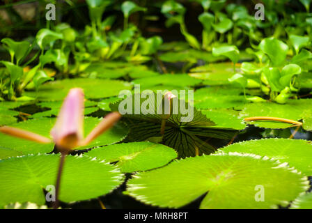 À peine l'augmentation de l'eau de lotus bourgeons non ouvert a levé la feuille dans un étang, envahis par des lotus et de jacinthes d'eau Banque D'Images