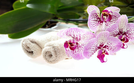 Concept Spa. Orchid fleurs roses avec des feuilles vertes et des serviettes sur un fond blanc Banque D'Images