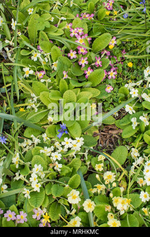 Printemps fleurs sauvages poussant dans la cour de l'église à St Uny Lelant, Cornwall, du Banque D'Images