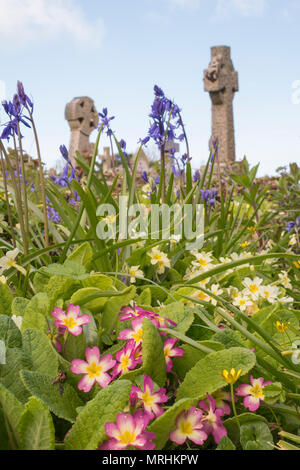 Printemps fleurs sauvages poussant dans la cour de l'église à St Uny Lelant, Cornwall, du Banque D'Images