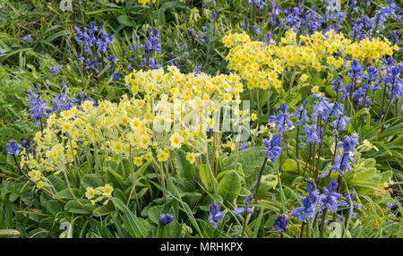 Printemps fleurs sauvages poussant dans la cour de l'église à St Uny Lelant, Cornwall, du Banque D'Images