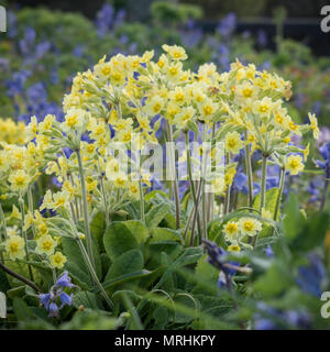 Printemps fleurs sauvages poussant dans la cour de l'église à St Uny Lelant, Cornwall, du Banque D'Images