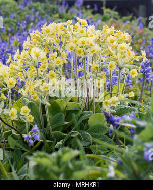 Printemps fleurs sauvages poussant dans la cour de l'église à St Uny Lelant, Cornwall, du Banque D'Images