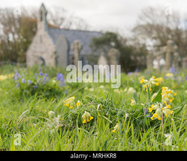 Printemps fleurs sauvages poussant dans la cour de l'église à St Uny Lelant, Cornwall, du Banque D'Images