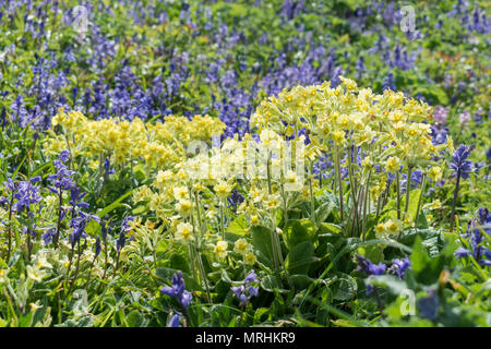 Printemps fleurs sauvages poussant dans la cour de l'église à St Uny Lelant, Cornwall, du Banque D'Images