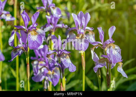 Iris sibirica fleurs (communément appelé iris de Sibérie ou sibérien drapeau) Banque D'Images