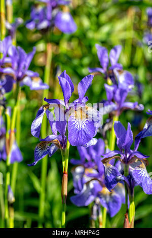 Iris sibirica fleurs (communément appelé iris de Sibérie ou sibérien drapeau) Banque D'Images