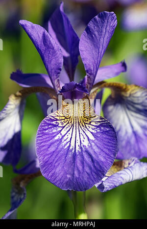 Iris sibirica fleurs (communément appelé iris de Sibérie ou sibérien drapeau) Banque D'Images