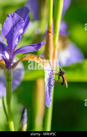 Voler la collecte du pollen nectar sur un Iris sibirica (communément appelé iris de Sibérie ou sibérien drapeau) Banque D'Images