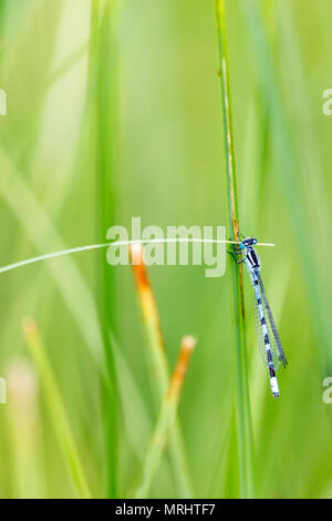 Bleue se trouve sur une paille Banque D'Images