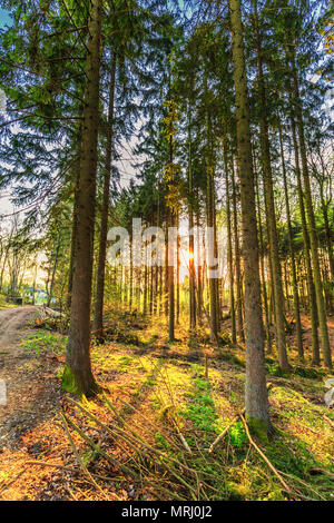 Au lever du soleil, l'éveil avec forêt de pins dans la région de Vulkaneifel Allemand Gerolstein avec Brown feuilles tombées et ravins érodés par l'eau de pluie Banque D'Images