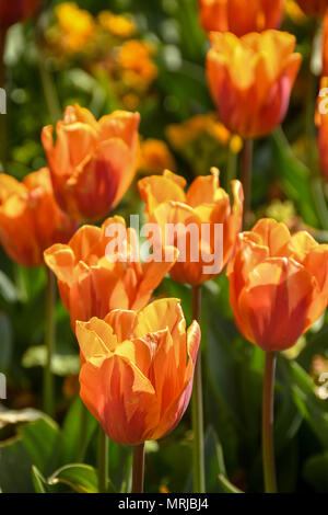 Gros plan d'une tulipe rouge et orange ('Tulipa') la floraison au printemps, avec d'autres tulipes dans l'arrière-plan Banque D'Images