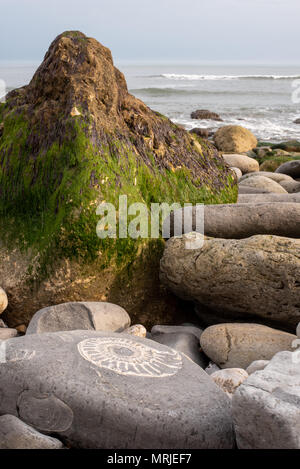 Une grande ammonite (Paracoroniceras ?) combustibles dans un rocher dans l'avant-plan d'une scène de plage rocheuse le long de la plage fossile Lyme Regis, dans le Dorset, UK. Banque D'Images