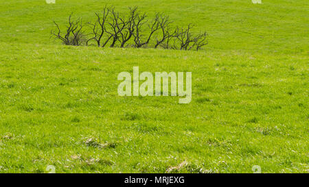 Les arbres donnent de derrière un hi Banque D'Images