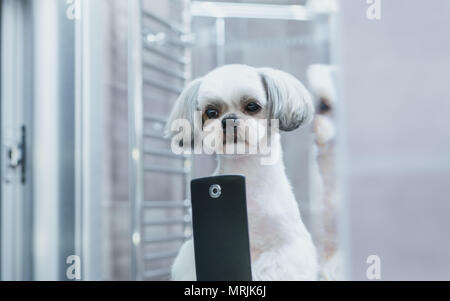 Shih Tzu chien à la recherche de miroir et décisions. selfies Photo après le toilettage. Banque D'Images