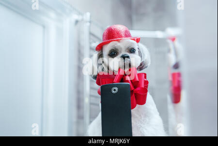 Shih Tzu chien à la recherche de miroir et décisions. selfies Photo après le toilettage de rouge accessoires de mode. Banque D'Images