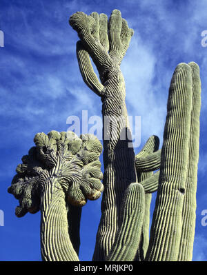 Cactus géant saguaro crestate trouvés dans les montagnes de Tucson en Arizona du sud Banque D'Images