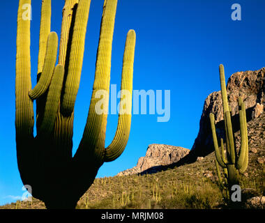 Dans le géant saguaro Pusch Ridge Wilderness Area, au nord de Tucson, AZ Banque D'Images