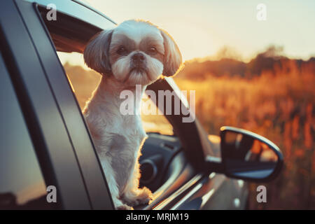 Shih Tzu chien à la fenêtre de la voiture hors de la lumière au coucher du soleil Banque D'Images