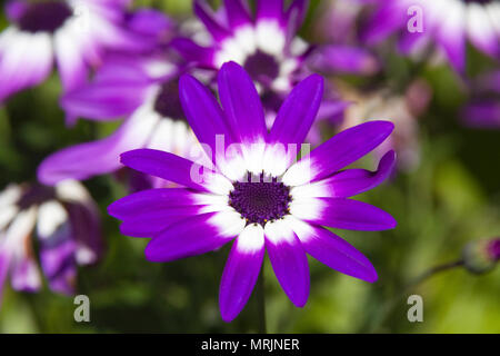 Daisy africains in Close up Banque D'Images