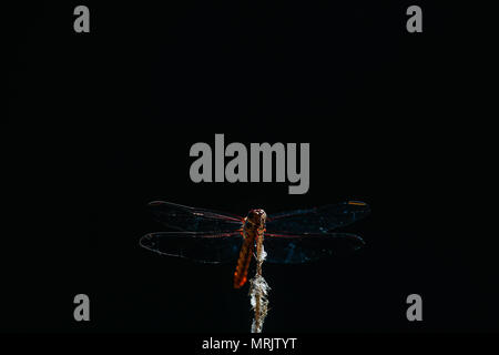 Anisópteros fils uno de los los dos clásicos del infraórdenes suborden Epiprocta. Se conocen comúnmente como libélulas, Aunque este término, usar suele Banque D'Images