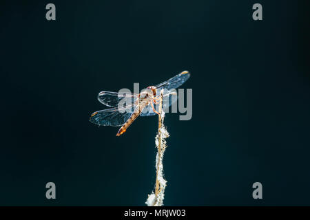 Anisópteros fils uno de los los dos clásicos del infraórdenes suborden Epiprocta. Se conocen comúnmente como libélulas, Aunque este término, usar suele Banque D'Images