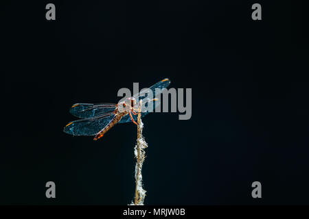 Anisópteros fils uno de los los dos clásicos del infraórdenes suborden Epiprocta. Se conocen comúnmente como libélulas, Aunque este término, usar suele Banque D'Images