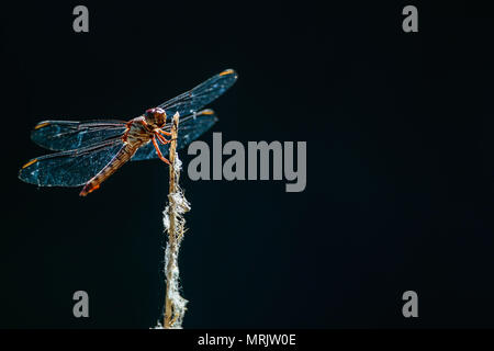 Anisópteros fils uno de los los dos clásicos del infraórdenes suborden Epiprocta. Se conocen comúnmente como libélulas, Aunque este término, usar suele Banque D'Images